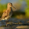 Jespak obecny - Calidris alpina - Dunlin 2204